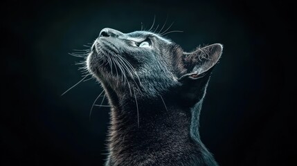 Poster - A close-up of a black cat gazing upwards against a dark background.