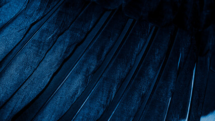 Wall Mural - blue bird feathers.background or texture