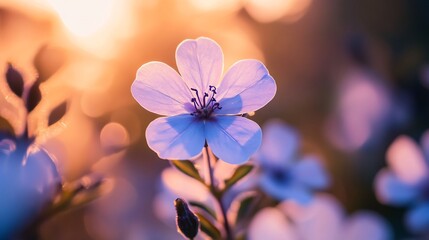 Sticker - Delicate purple flower blooming in golden sunset light