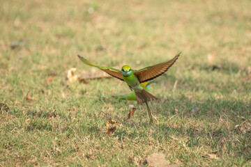 Wall Mural - european bee-eater ( merops apiaster ) is sitting on a twig