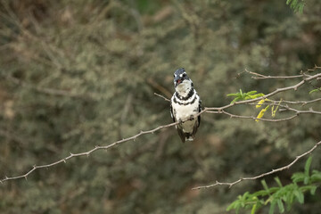 Wall Mural - pied kingfisher (ceryle rudis) is sitting on branch, looking out, kosi bay nature reserve, isimangal