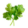 © Mariana Mejia - Fresh green coriander leaves isolated on transparent background
