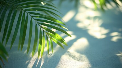 Experience the serene beauty of sunlight casting dramatic shadows of palm leaves on a sandy surface, creating tranquil vibes This image captures the interplay of light and shadow, showcasing the