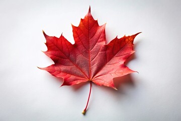 Wall Mural - Single red maple leaf against a white background