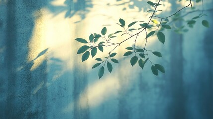 Wall Mural - Sunlight through leaves casts shadows on wall.