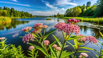 Wall Mural - Swamp Milkweed growing by the river in July, wide-angle shot