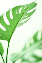 Poster - Monstera leaves with selective focus on a white background create a tropical and botanical pattern for decorating compositions._00004_