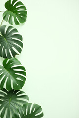 Poster - Monstera leaves with selective focus on a white background create a tropical and botanical pattern for decorating compositions._00001_