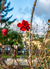 Poster - Seatac Winter Roses 5