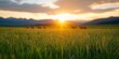 © Bayu - Sunset over grassy field with hay bales in the distance.
