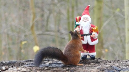 Wall Mural - squirrel in the park