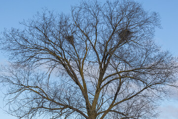 Wall Mural - Tree in autumn without leaves and corvid nests among its branches.