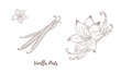 © luckycapella - Vector vanilla plant with flowers and pods line art illustration, graphic line coffee plant combination. Vanilla branch. Vanilla pods. Great for any designs, textile, art, walls, package