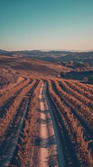 Poster - Vineyard landscape showcasing neat rows of grapevines and winding dirt path during golden hour in a tranquil countryside