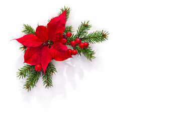 Wall Mural - christmas decoration. flower of red orange poinsettia, branch christmas tree red berries on a white 