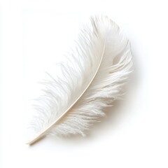 A soft down feather with a fluffy texture and gentle curve on a white background