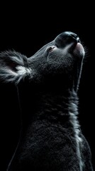 Poster - A close-up profile of a koala against a dark background, highlighting its features.