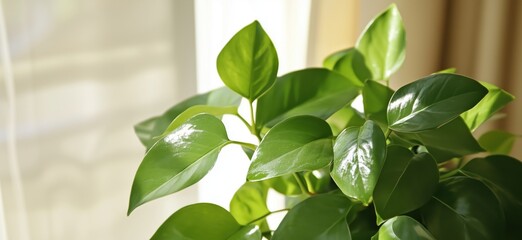 Wall Mural - Green leaves of indoor plant basking in sunlight, vibrant foliage, soft light, home decor, natural beauty, copy space for text