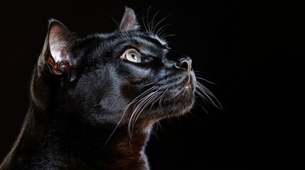 Poster - A close-up portrait of a black cat gazing upwards against a dark background.