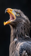 Poster - A close-up of a majestic eagle with its beak open, showcasing its vibrant features.