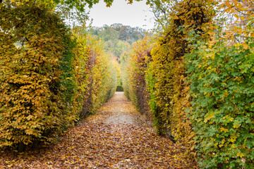 Wall Mural - Hedges of trimmed deciduous trees on walkway both sides