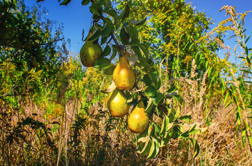 Wall Mural - Branches with yellow pears illuminated by sunlight on tree. Blue sky background. Rural composition.