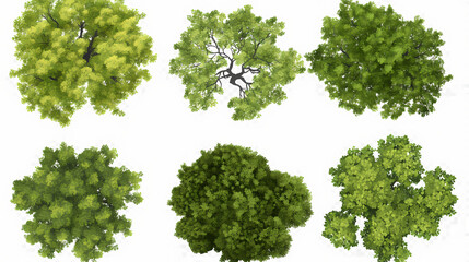 Wall Mural - Top view of quercus ilex tree set isolated on transparent or white background, png. Arboreal. Illustration