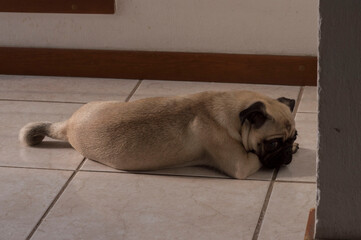 sad pug in home