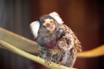 Wall Mural - the marmoset is sitting on a rope