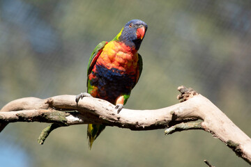 Wall Mural - the rainbow lorikeet is perched on a branch