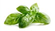 © Sulton - A photograph of fresh basil leaves, isolated on a white background with no shadows or reflections. The focus is sharp, and the lighting is bright, highlighting the vibrant green color. A soft shadow i