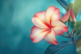 lily turquoise background image