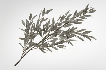 A watercolor green eucalyptus branch on a white background