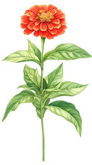 Aufkleber - Botanical illustration showcasing a single zinnia elegans flower with bright orange petals, green leaves, and stem, isolated on a transparent background