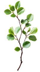 Poster - Vibrant green leaves on a twig in a studio shot, isolated on a transparent background to display the beauty and freshness of nature