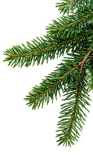 Aufkleber - close-up of isolated fir tree branch with transparent background, ideal for adding a natural touch t