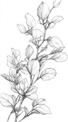 Poster - Delicate Line Drawing of Blooming Branch