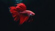 © hanisah - red multi color Siamese fighting fish.Multi color fighting fish