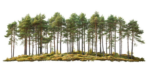 pine tree forest row on transparent background