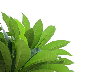 Wall Mural - beautiful green leaf texture in springtime, water drop on frangipani leaves