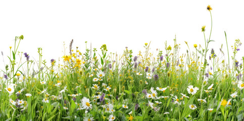 png border grass and flowers row panorama backgrounds grassland outdoors.