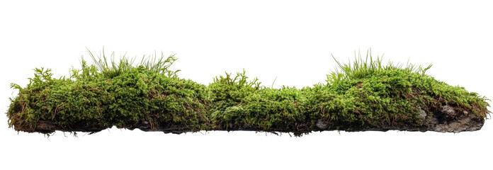 green moss and grass isolated on white background and texture- side view