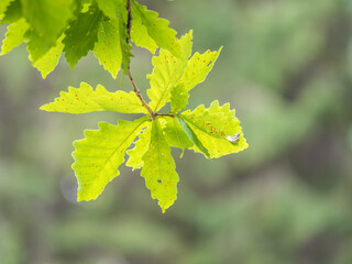 Wall Mural - Oak branches with green and yellow leaves in autumn park.