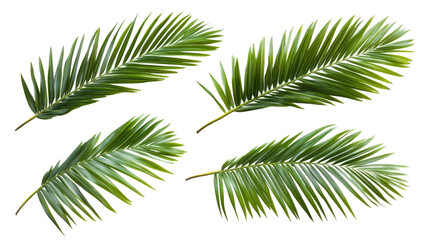 Aufkleber - Set of tropical green palm leaves, isolated transparent background