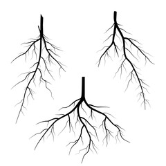 set of black roots