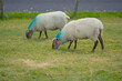 © Korneliia - White sheep in the farm. Farming agricultural. Sheep pasture on farm, close up. Sheep on a field. Sheep grazing at pasture.