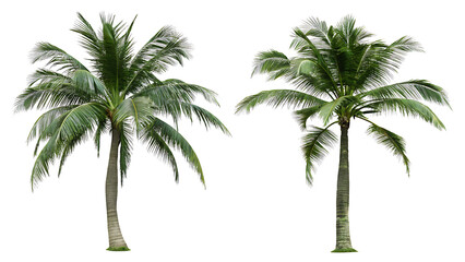  tropical coconut palm trees isolated on white background PNG.AI GENERATED