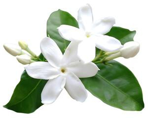  white jasmine flower with green leaves isolated on  white background PNG.AI GENERATED