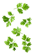 parsley sprigs isolated on transparent background