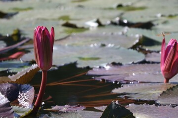 Wall Mural - pink lotus flower